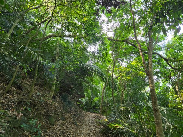 龍麟山步道2748678