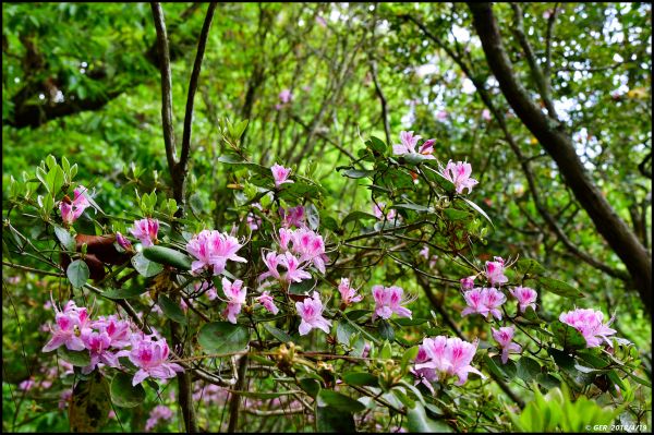 波津加山頂的玉山杜鵑開花了！315762