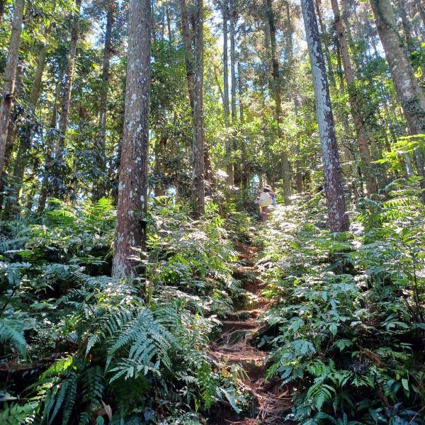 【苗栗南庄】向天湖山光天高山小O繞2933149