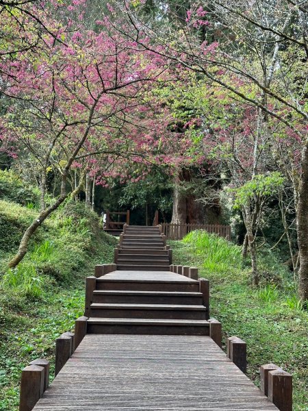 阿里山園區巨木群步道繞一圈2420755