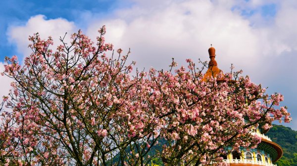 #綠繡眼 訪花 #吉野櫻 #天元宮 #楓樹湖 03162736755