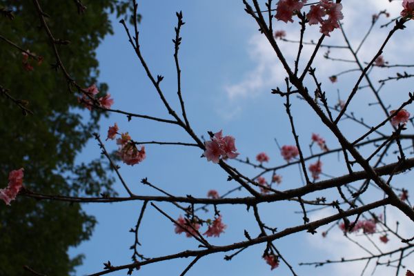 櫻花盛開小半天202752