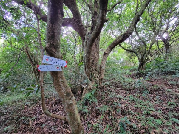 頂湖-頂湖山-小屯山-大屯山南峰-大屯坪-二子坪-202408112601425