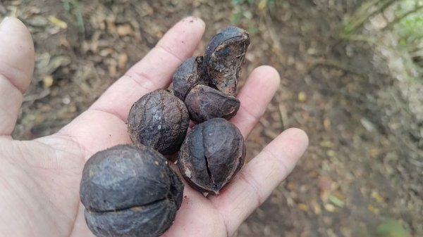 雪見遊戲區盡尾山二本松山2702684