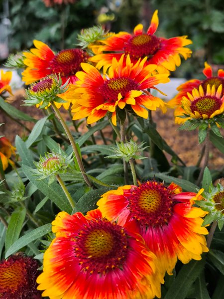2025-03-08 汶水三山：金童山、汶水山、玉女山 連走2736584