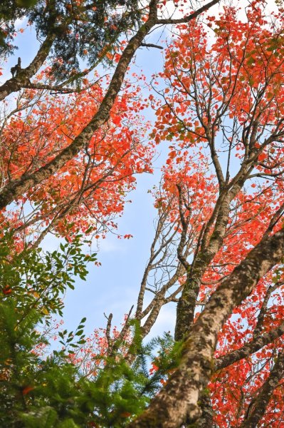 鳶嘴稍來步道賞楓季 ，大雪山門票優惠到12/31！2969527