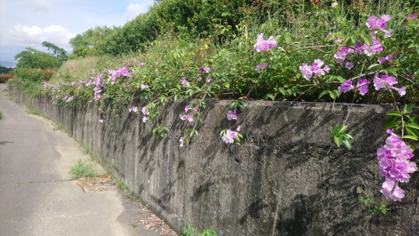 阿罩霧景觀平台和三角點走一遭1723375