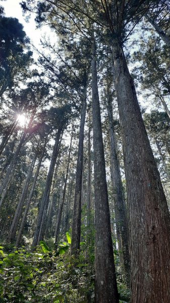 《南投》竹林台灣杉｜溪頭山竹崙山志騰山O繞202302182035900