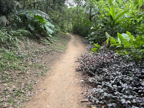 [微笑山線_第一段] 2025_0720 大棟山系_青龍嶺2843485