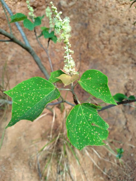 霧里乙部落-舊內文社-霧里乙山東北峰-霧里乙山-霧里乙南山-獅子頭山2766067