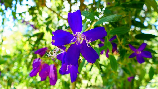 微笑山線烘爐地土地公段2860653