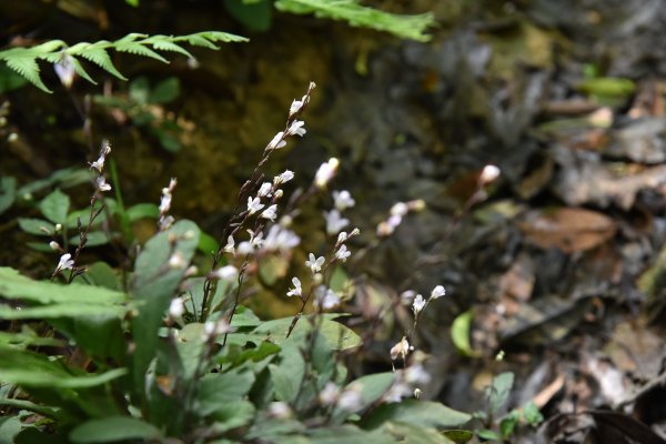 汐止大尖山1435817