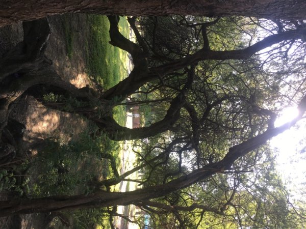 永康糖廠三崁店社遺址、迎曦湖、道爺湖、樹之谷、霞客湖2701600