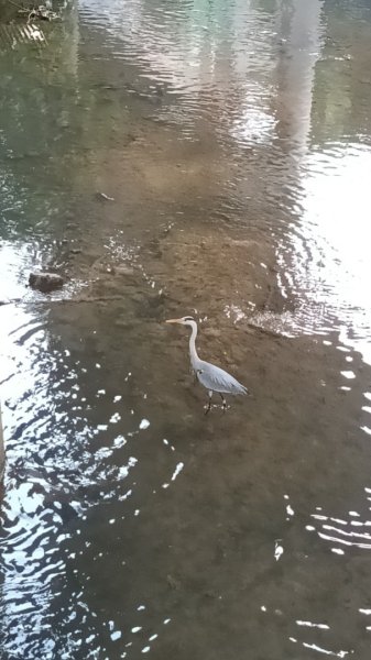 八堵_獅球嶺_基隆3015296