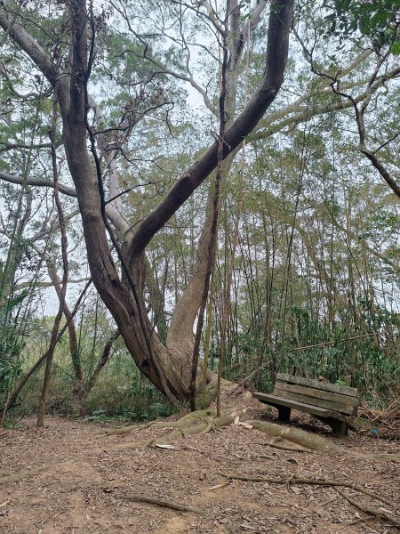 文林古道(鄧雨賢公園起登)202401222696187