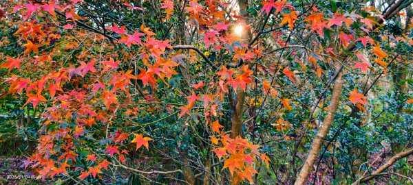 #花卉試驗中心 #永公路500巷 #平菁街42巷 #原住民公園 #士林官邸 1/42976576