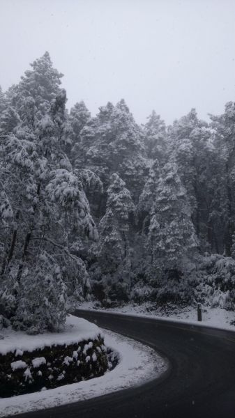 2018/2/4太平山見晴步道287781