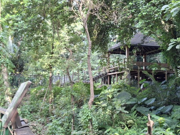 《南投》瀑布茶園｜竹山瑞龍瀑布步道及山坪頂茶山七星步道202609273124258