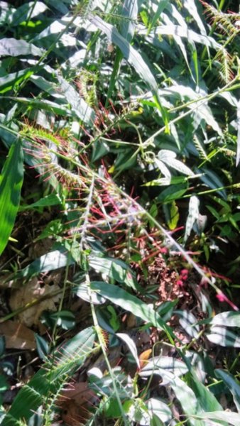 貴妃山、那結山O走1478403