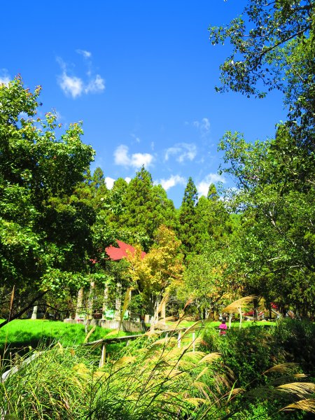 深秋武陵農場之旅（2）茶園步道447666