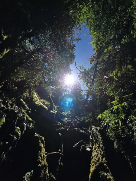 郡大林道19k之郡大神木群二刷～雲海滿出來～2451888