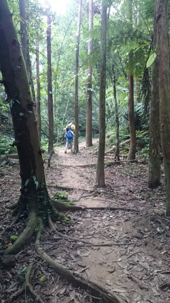 20180520望古瀑布、嶺腳寮山步道370233