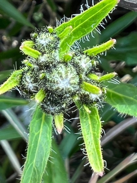 合歡山群峰（南峰、石門山、尖山、東峰）2626780