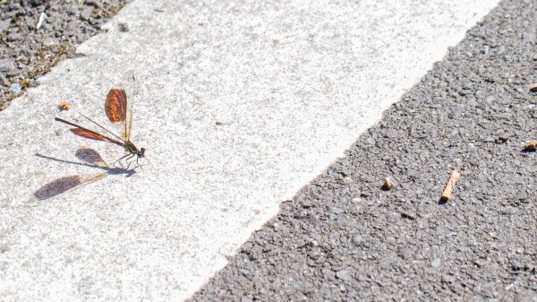 闊瀨古道-沿北勢溪谷而行的夏末之旅（淡蘭古道）2287605