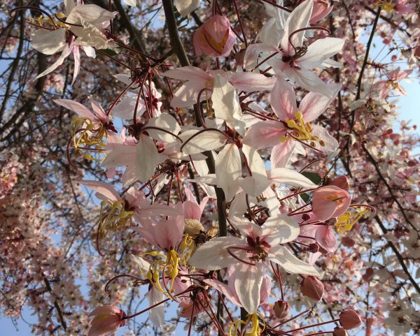 三月櫻花。花旗木＠神威天台山封面