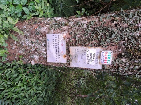 嘉義二延平，特富野步道3123508