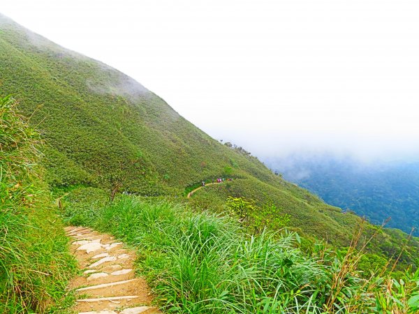 走聖母步道 一探神級抹茶山561202