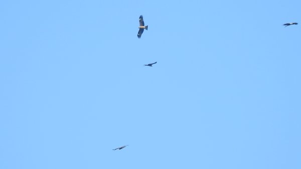 雲山水花鳥蝶 - 天龍國阿伯的日常7/18 & 21、22、292553935