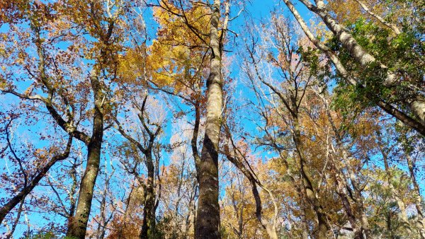 熱血一日霞喀羅賞楓之旅2785000