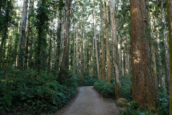 南投 鹿谷 龍鳳山、龍鳳峽山、三叉崙山、水桶寮山、內樹皮山、羊頭崙山、志騰山、竹崙山、溪頭山2962247