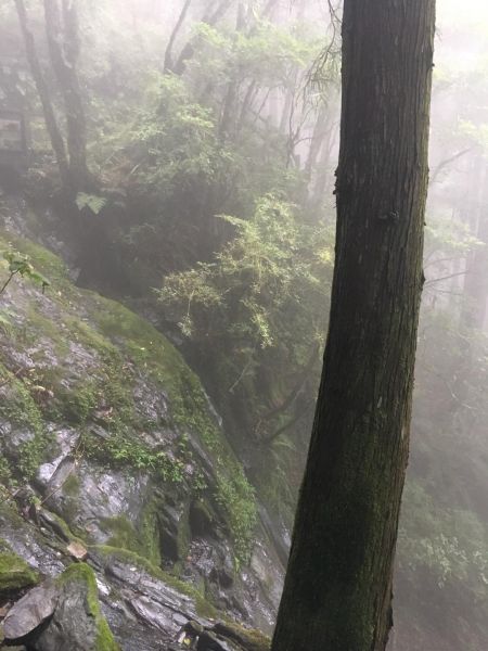 觀霧檜山巨木森林步道171745