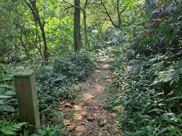 20230911淡蘭古道中段：五分山步道-暖東舊道2446833