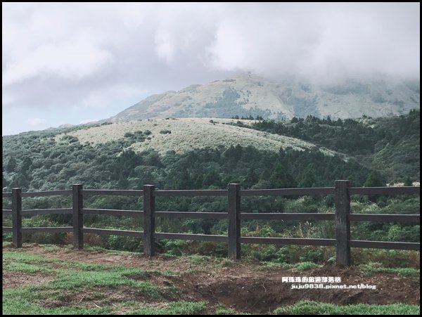 陽明山冷擎步道｜擎天崗賞芒花看牛隻漫步1183593