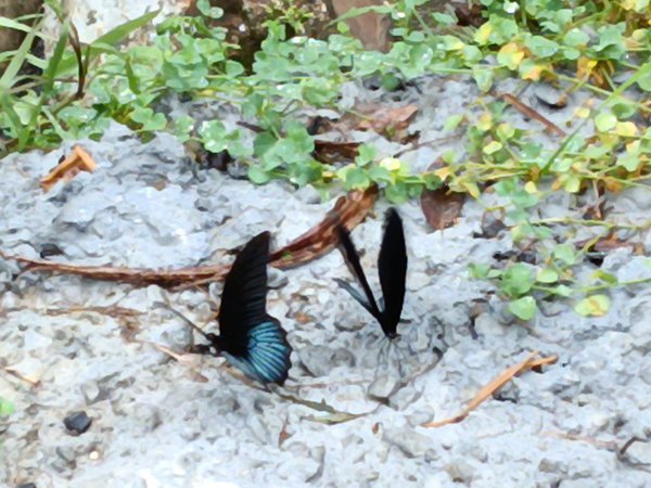 雙溪區中坑古道+大夯瀑布+中坑東山+中坑東山尾稜O型2921511