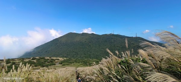 大屯山&小觀音山西峰差強人意的雲海/夕陽晚霞/芒花2337333