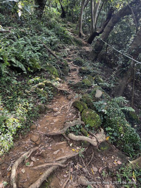 連走微笑山線第一段＋第二段（大棟山系）2853022