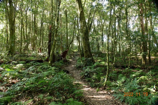 南投 信義 西巒大山1922272