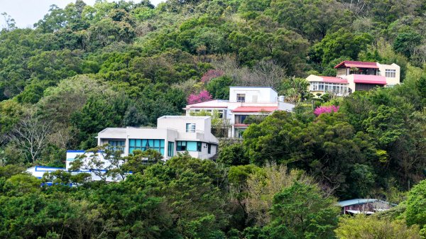 《蝶戀花・賞墨染櫻》2716456