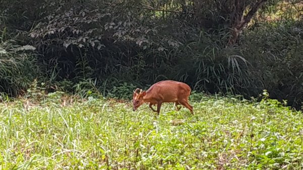 福山植物園1091019