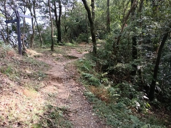 汐止區茄苳越嶺古道+上鹿窟崙山+九層坪山+四分尾山+大尖山8字走2981577