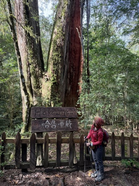 鎮西堡巨木步道B區全段+A區部分3008528