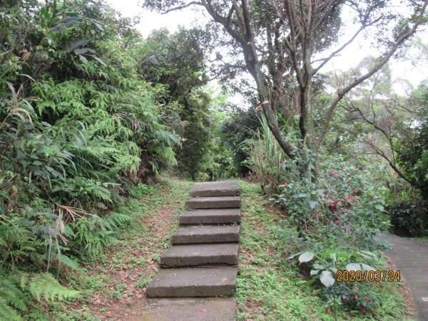 紅淡山步道907493