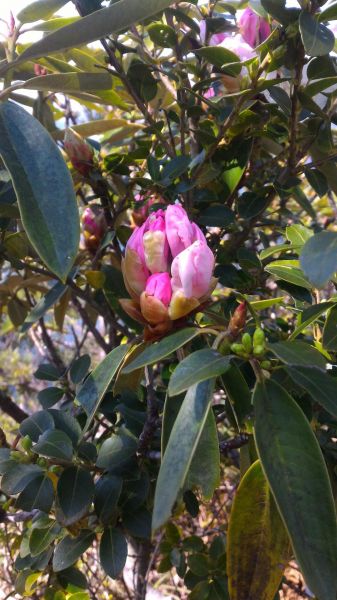 砂卡礑三雄304380