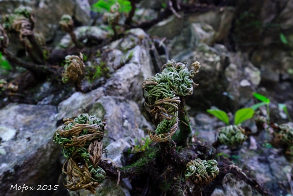 20150620錐麓古道，西進東出，全程20197