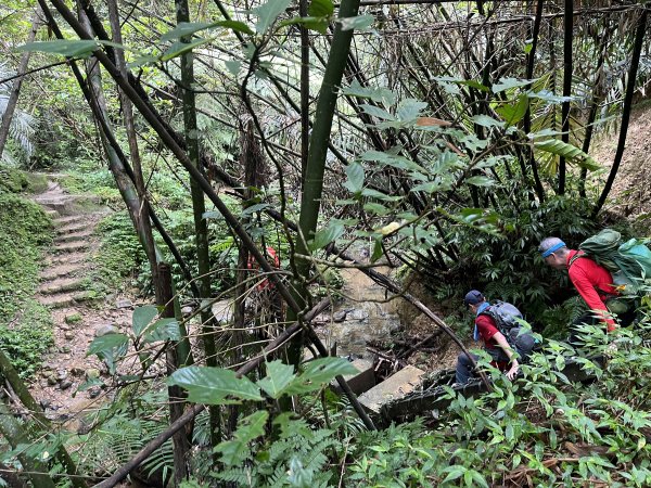 [微笑山線_第十二段] 2025_0803 五分山系_嶺腳寮山2851319