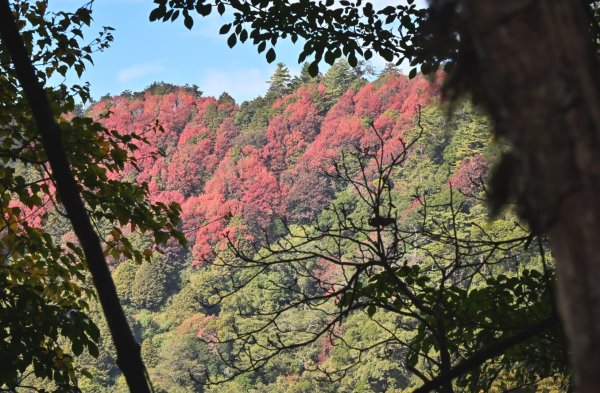 鳶嘴稍來步道賞楓季 ，大雪山門票優惠到12/31！2969533